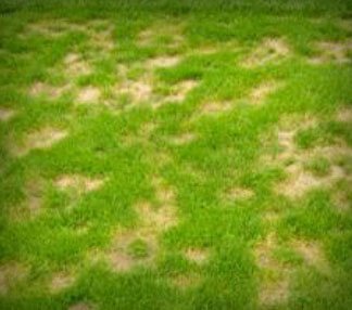 Problème de plaqué estivale sur votre pelouse ? – En effectuant un entretien de pelouse aux alentours de Granby vos plaque estivale seront éliminés rapidement sur votre pelouse