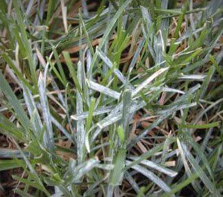 Problème de blanc et mildiou sur votre pelouse ? – En effectuant un entretien de pelouse aux alentours de Granby vos blanc et mildiou seront éliminés rapidement sur votre pelouse