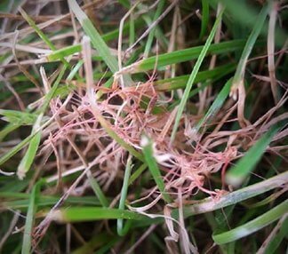 Problème de fil rouge sur votre pelouse ? – En effectuant un entretien de pelouse aux alentours de Granby vos fil rouge seront éliminés rapidement sur votre pelouse