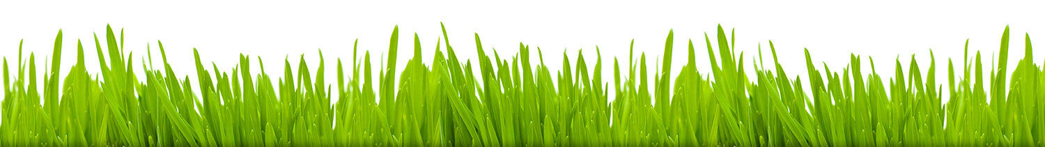 Nos traitements de gazon sont efficaces à 99,9% et rendront votre pelouse en santé - Nous effectuons des traitements de pelouse à Granby
