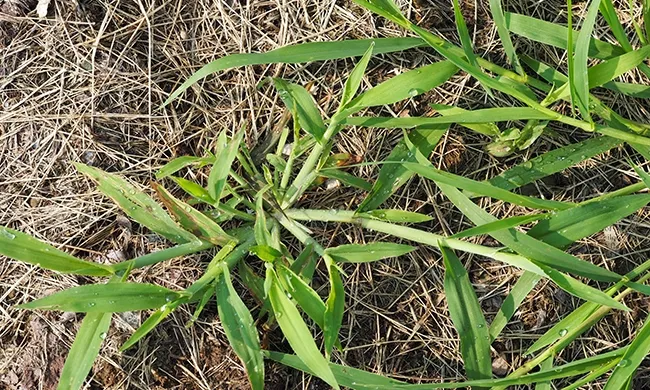 contrôle des mauvaises herbes