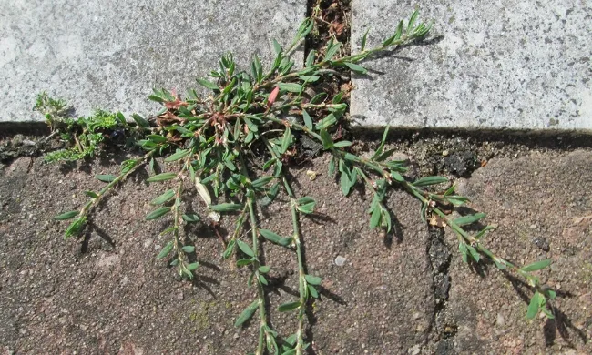 contrôle des mauvaises herbes